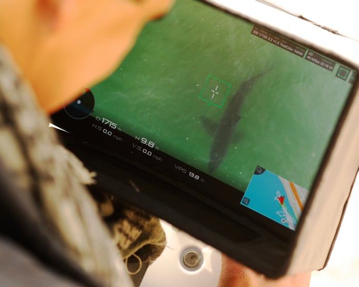 Drones are detecting more sharks at US beaches but do they make public safer?