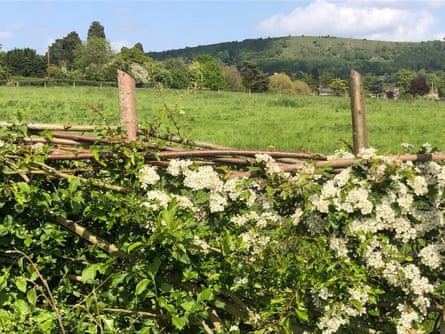 A living hedge with branches growing sideways and flowers