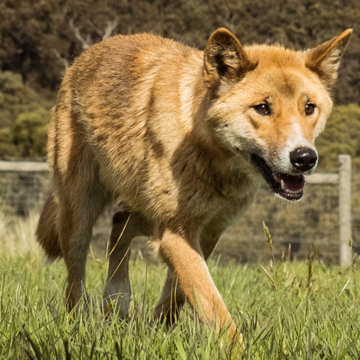 Dingo Hunting Its Prey