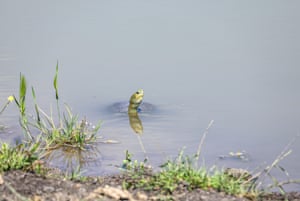 Uma tartaruga enfia a cabeça para fora da água turva