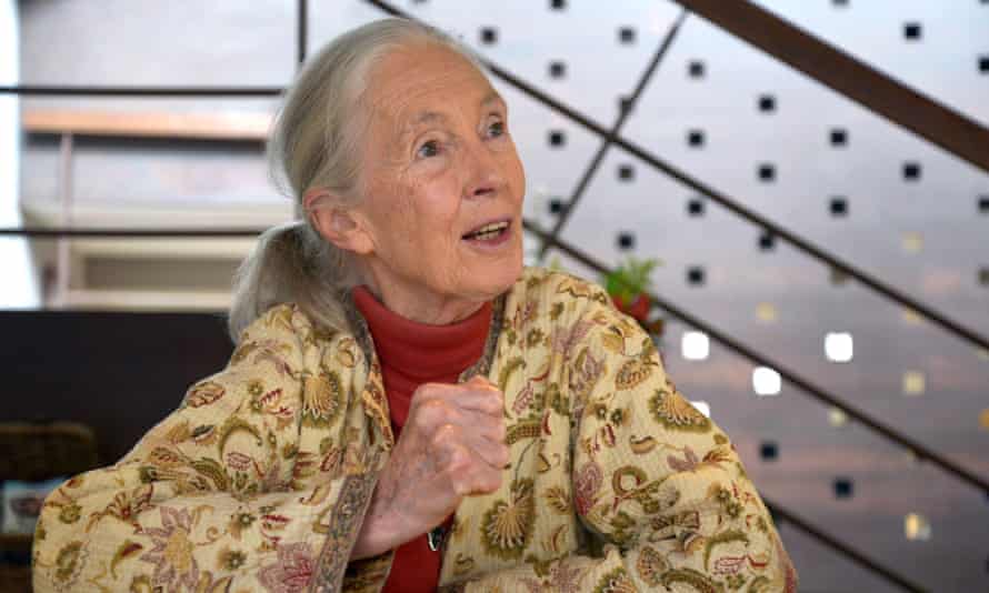 Primatologist and conservationist Jane Goodall.
