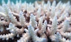 Great Barrier Reef outlook 'critical' as climate change called number one threat to world heritage