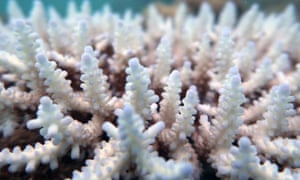 File photo of coral bleaching on the Great Barrier Reef