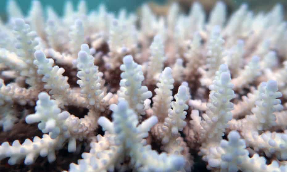 File photo of coral bleaching on the Great Barrier Reef