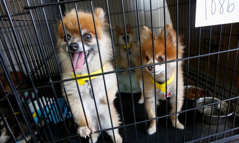 Rescued dogs peer out of a cage at the temporary shelter.