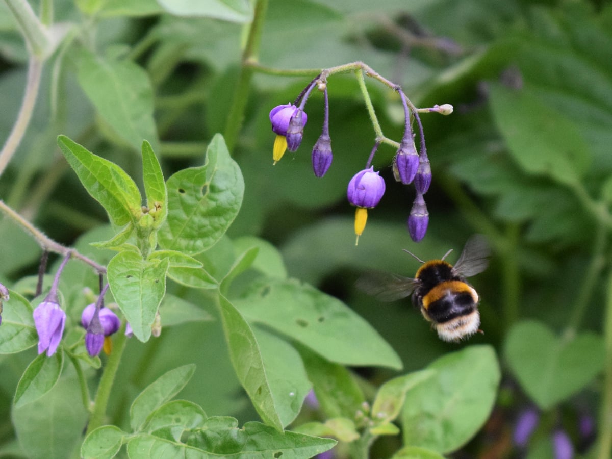 Pesticides Stop Bees Buzzing And Releasing Pollen Says Study Bees The Guardian Pesticides Stop Bees Buzzing And Releasing Pollen Says Study Bees The Guardian