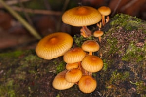 Favolus mushrooms, Tanjung Puting, Borneo.