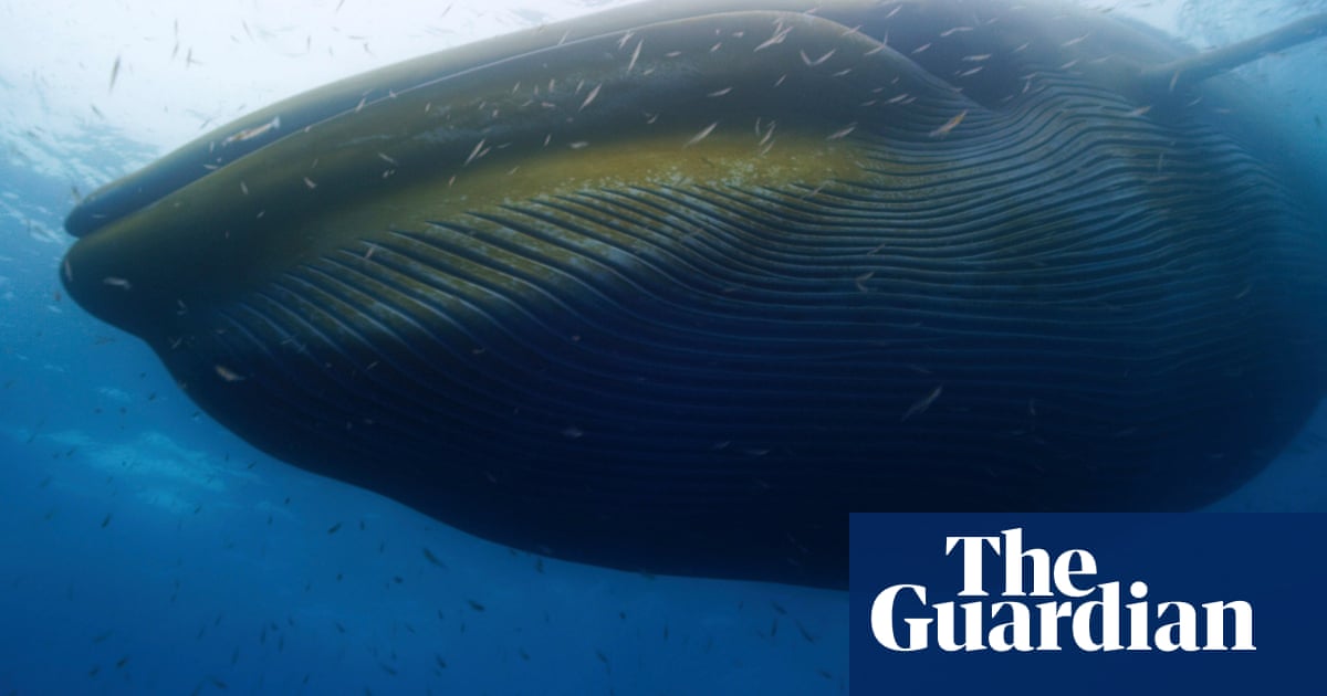 Tackling degraded oceans could mitigate climate crisis - report - The Guardian