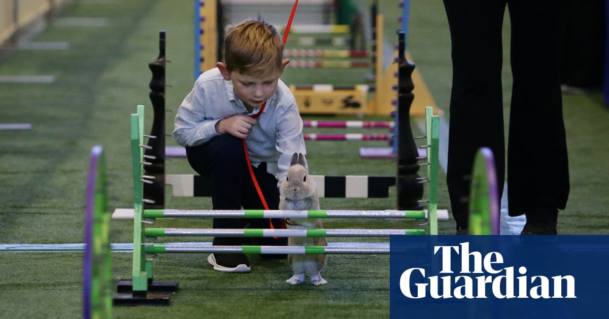 Run, rabbit, run and then hop! Sydney's Royal Easter Show welcomes showjumping as you've never seen it