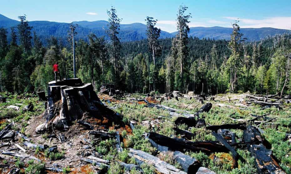 An area of the Tasmania’s Styx forest after logging.