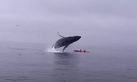 A humpback whale crashs on to Tom Mustill and Charlotte Kinloch’s kayak in California.