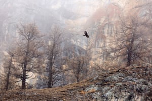 GDT Nature photographer of the year 2018, overall winner and first place in the birds category: Maximilian Hornisch (Germany) - Golden eagle, the Alps