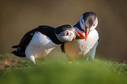 Puffins on Skomer by Will Davies