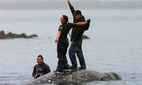 In a picture from 17 May 1999, two Makah whalers stand atop the carcass of a dead gray whale at Neah Bay, Washington.