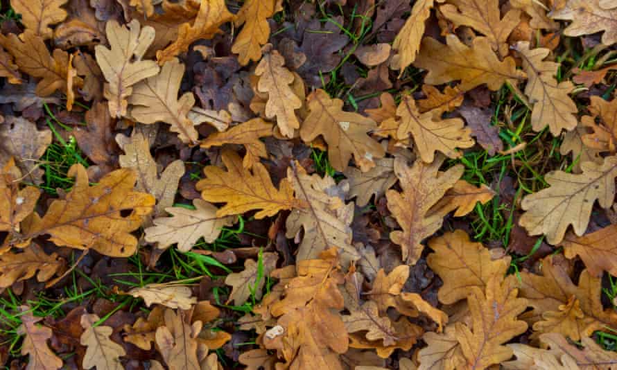 How To Make Leaf Mould Life And Style The Guardian How To Make Leaf Mould Life And Style The Guardian