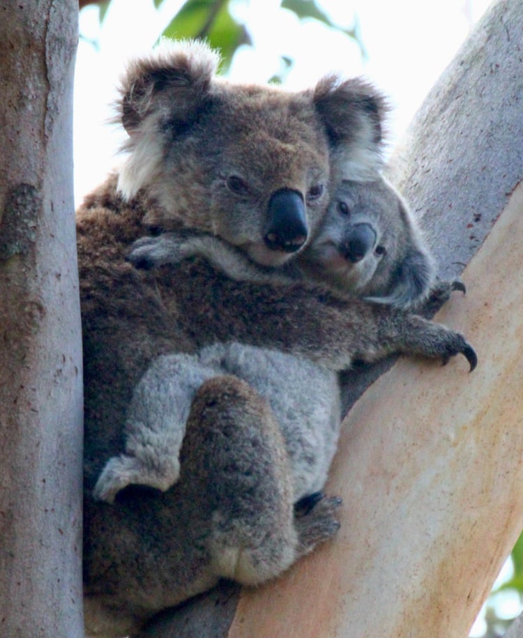 Koala deaths almost double in housing developments in south-western Sydney, data shows Female koalas and their joeys are particularly at risk, with conservationists saying there has been an ‘alarming' rise in the number of deaths.Photograph: Mel Clarke