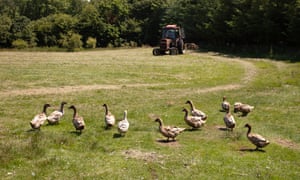 Daniel Colbourne tending to the field in the land close to Fishguard, West Wales where he and Rachel Stevens have just started a duck farm.