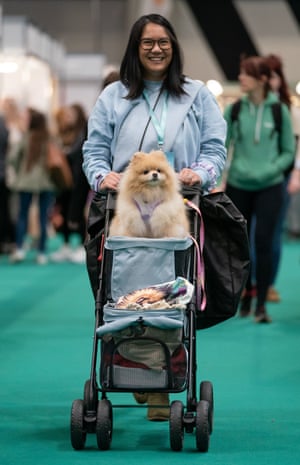 Cedric the pomeranian gets around the centre in a pushchair