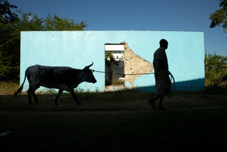 Reynald Louis Charles leads one of his cattle past a toilet on the banks of the Meille river at the abandoned UN base near Mirebalais, the centre of the 2010 cholera epidemic