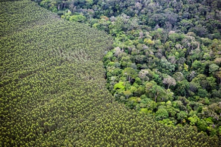 A eucalyptus plantation and rainforest about 50 miles north of Porto de Moz, Pará state