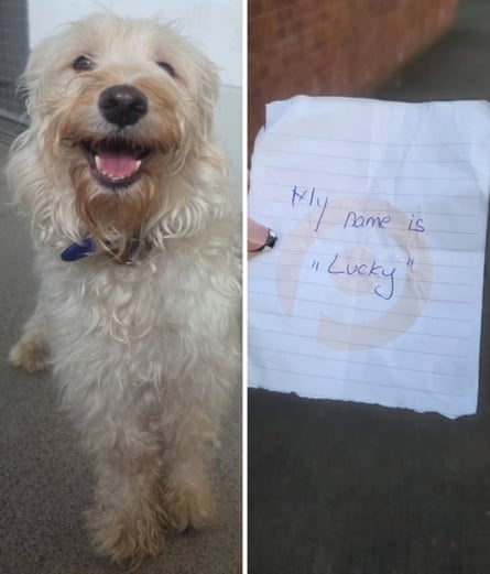 Composite of fluffy cream dog and not with ‘My names is Lucky’