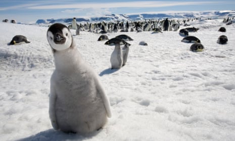 Current job opportunities in Antarctica include counting penguins.