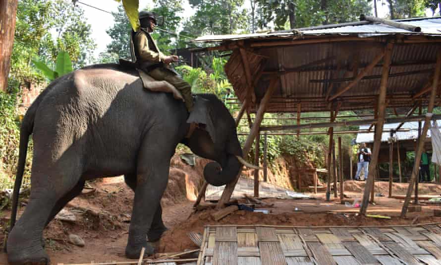 An Assam forest department official uses an elephant to demolish an illegal construction.