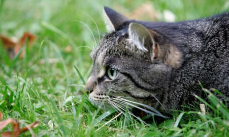 Protect wildlife from marauding cats | Cats | The Guardian