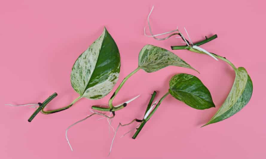 Marble Queen pothos houseplant cutting with long bare roots