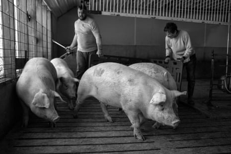 A man and a woman herd pigs indoors