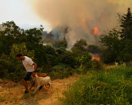 A man moves goats during a wildfire