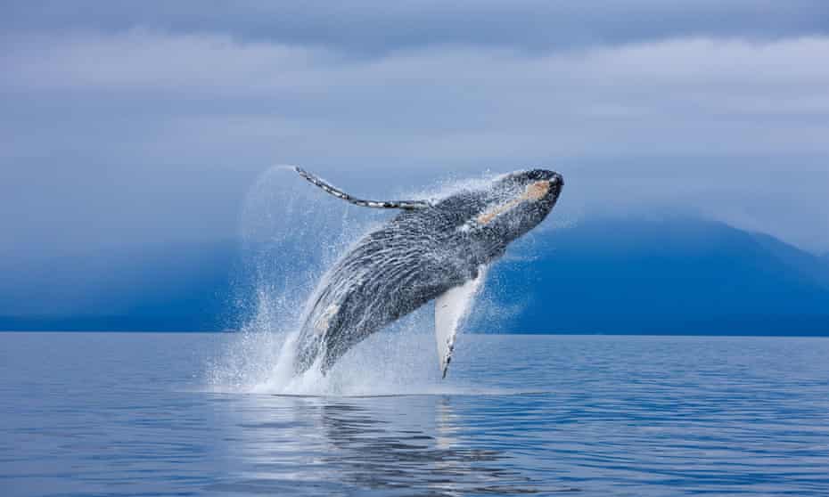 Humpback whale breaching