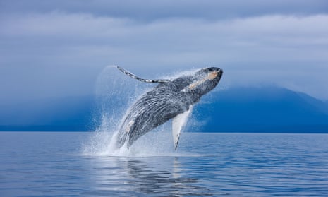 The world’s whale population is only 5% of what it was estimated to be 400 years ago