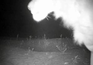 A lion caught by camera trap in Alatash national park, Ethiopia, near the border with Sudan.