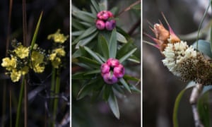 Australian native plants. (L) Erect guinea flower (M) the common pinkberry and a (R) pineapple candleheath.