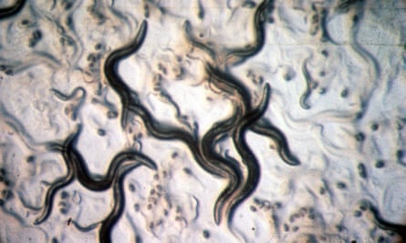 Caenorhabditis elegans, a nematode worm