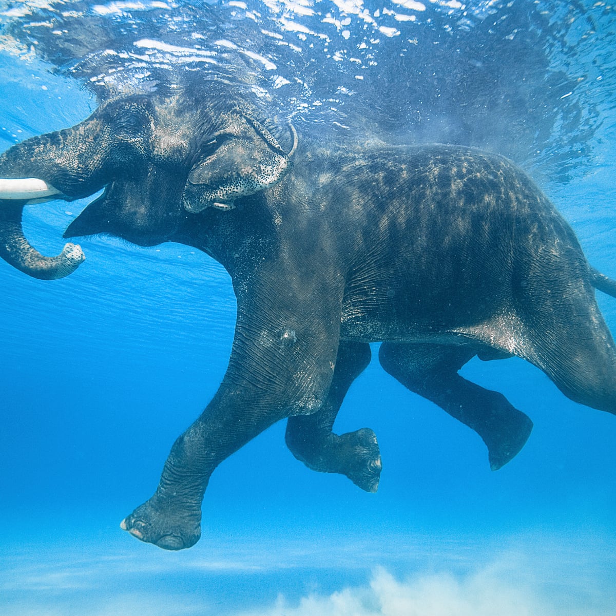 Rajan the last ocean-swimming elephant: Jody MacDonald's best photograph |  Art and design | The Guardian