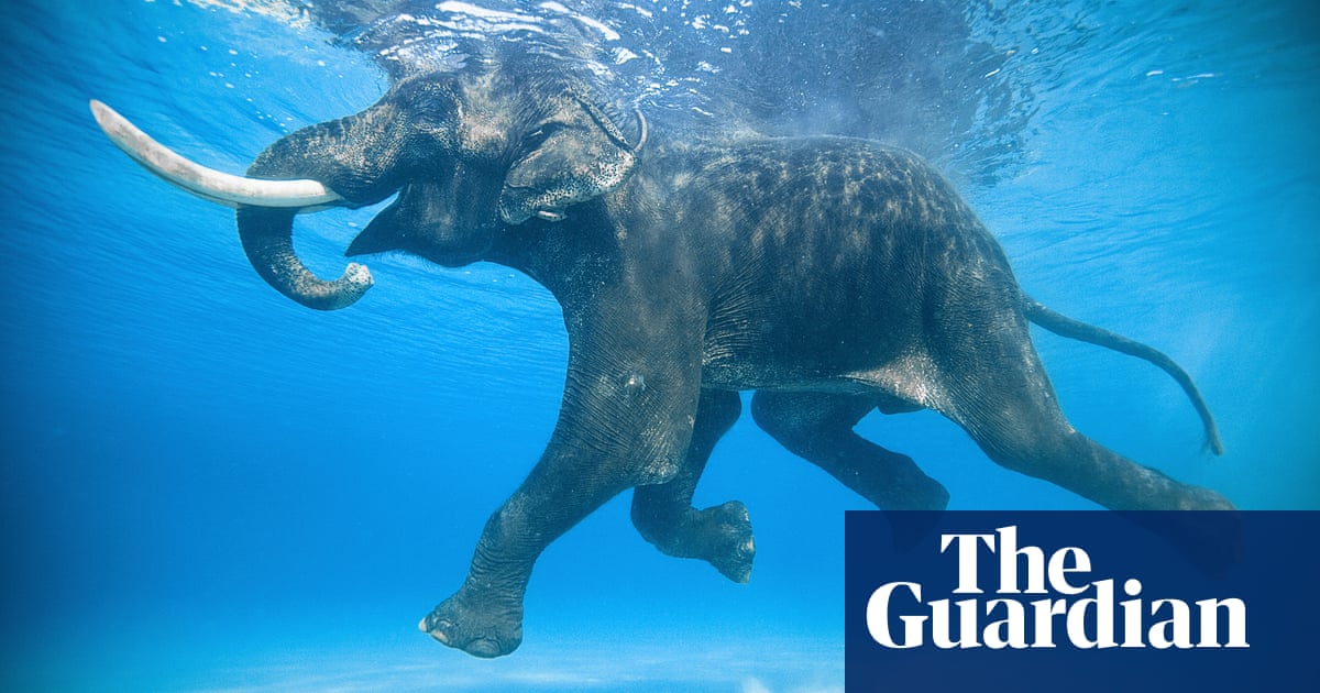 Rajan the last ocean-swimming elephant: Jody MacDonald’s best photograph