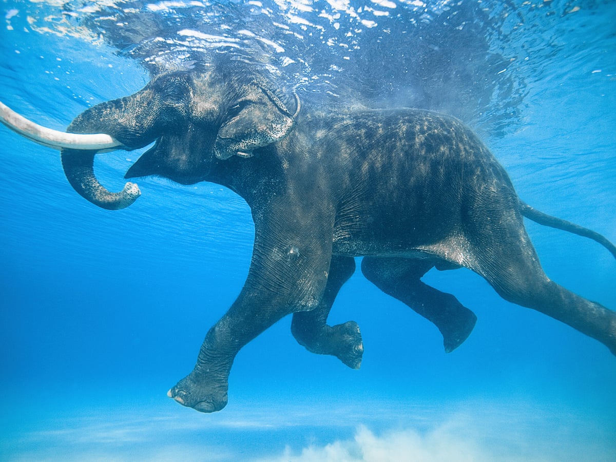 Are Elephants Good Swimmers