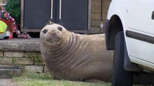 Neil the seal na Tasmânia, Austrália. A foca de 600 kg tirou uma soneca na frente do carro de uma mulher da Tasmânia, impedindo-a de ir trabalhar. O mamífero marinho ainda tem sua própria página no Instagram.