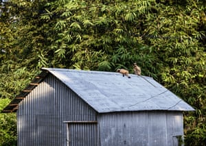 Dois jovens macacos langur cinza tomam banho de sol no telhado de uma cabana feita de estanho no inverno em Tehatta, Bengala Ocidental, Índia.