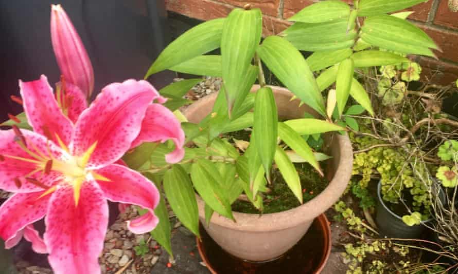 stargazer lilies