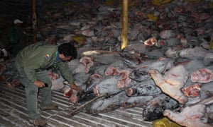 The Chinese reefer ship Fu Yuan Yu Leng 999 was intercepted inside the Galápagos marine reserve in 2017. It contained about 300 tonnes of mostly sharks, including protected species such as hammerhead and whale shark.