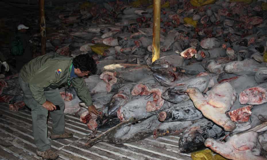 The Chinese reefer ship Fu Yuan Yu Leng 999 was intercepted inside the Galápagos marine reserve in 2017. It contained about 300 tonnes of mostly sharks, including protected species such as hammerhead and whale shark.