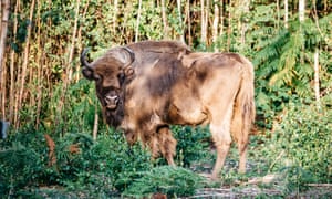 Once of the bison stands in a wooded clearing