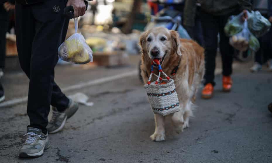 A dog walking at a market in Shenyang in China's north-eastern Liaoning province