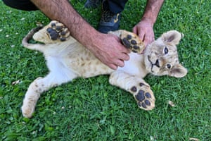 A lion cub sprawled on its back being played with by a handler