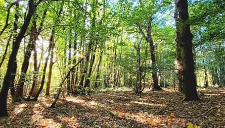 Sunlight breaks through to a woodland clearing