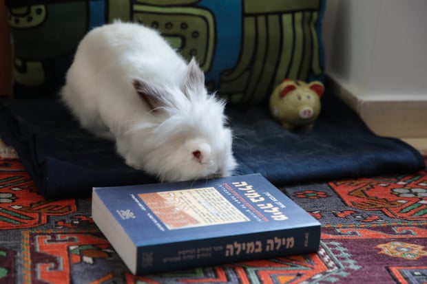 A pet rabbit sniffing out a book with Hebrew writing on the cover
