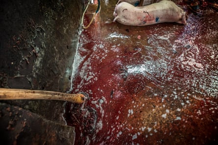 The carcass of a pig lying in a pool of blood